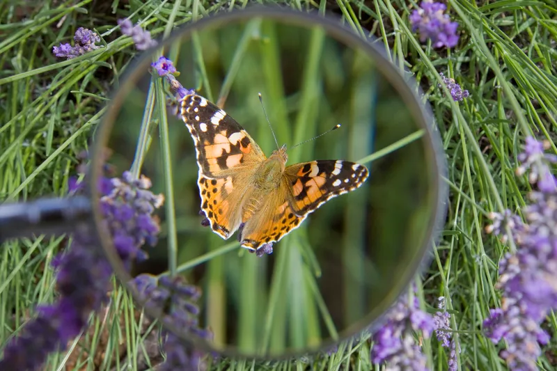 Noé publie un nouveau guide pour débuter dans l'observation des papillons